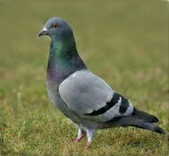 pigeon