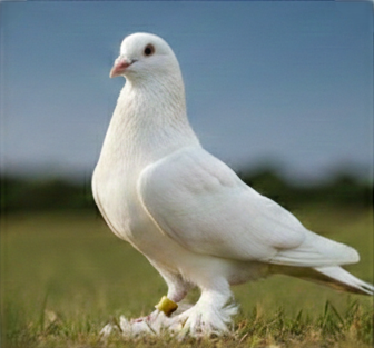 pigeon
