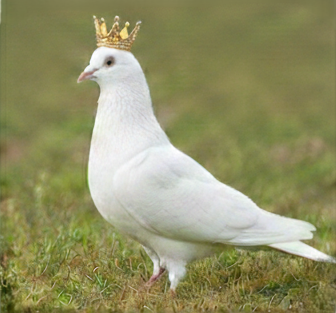 pigeon