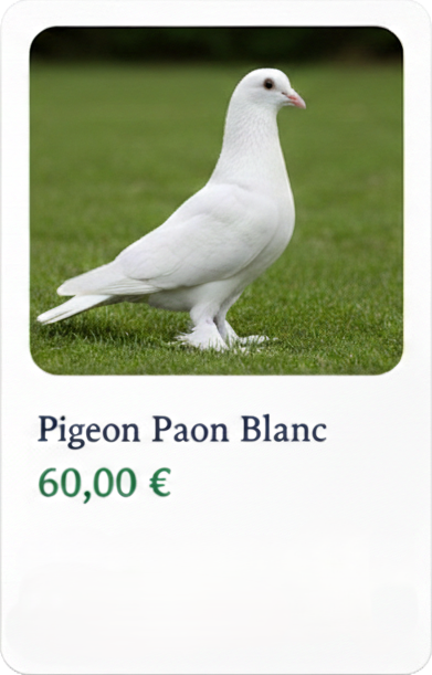 pigeon3